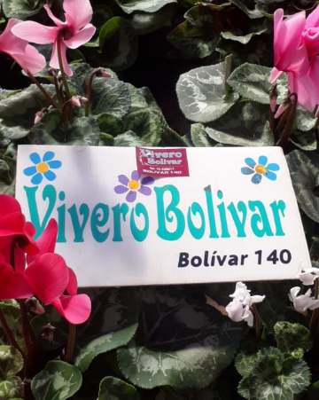 Vivero Bolivar